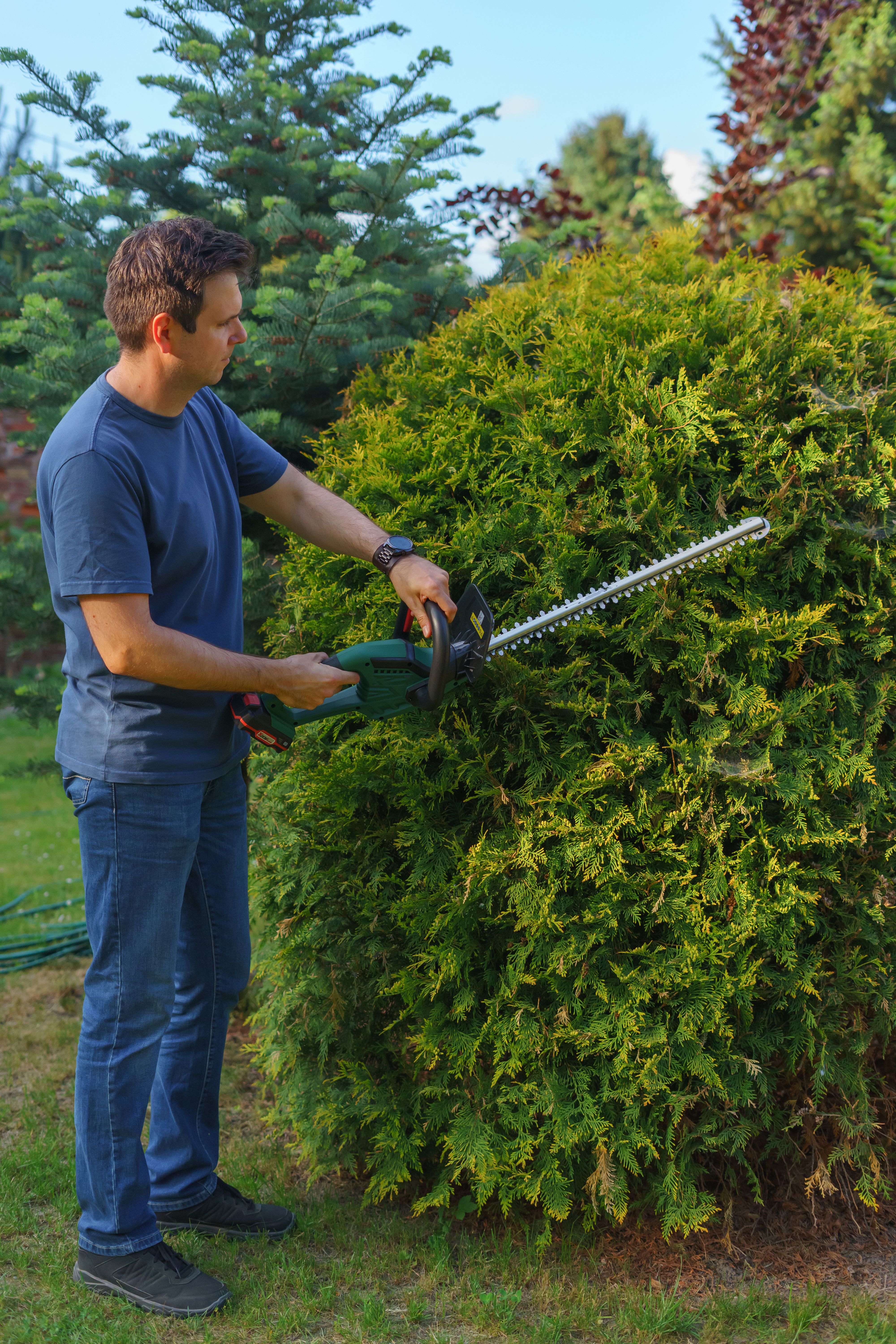 Neatly trimmed garden hedge